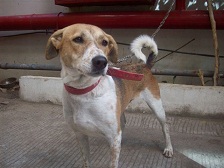 Nip'n'run aka Nipper